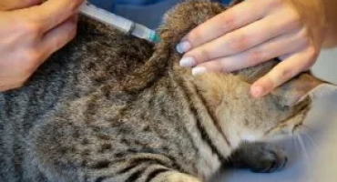 Как да дадем ваксината за чистивци на котките?